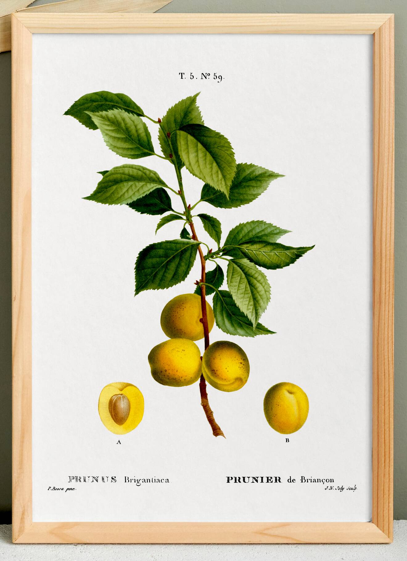Poster about the plum tree, based on an old engraving from 1802