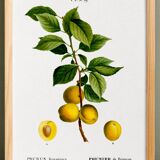 Poster about the plum tree, based on an old engraving from 1802