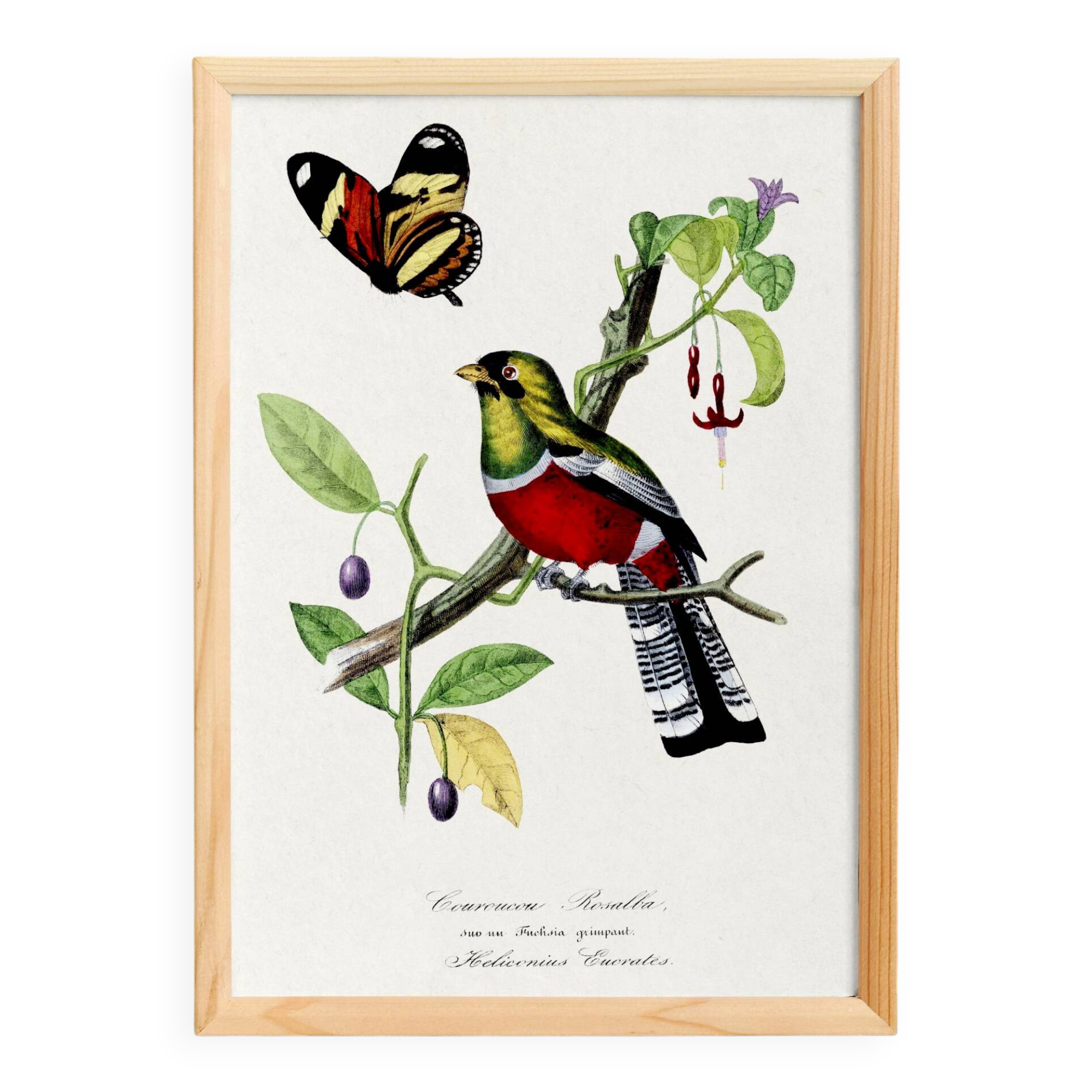 Poster of a crimson parrot (rosella crimsonis), after an old engraving