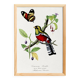 Poster of a crimson parrot (rosella crimsonis), after an old engraving
