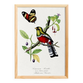 Affiche sur un perroquet (rosella cramoisi), d’après une gravure ancienne