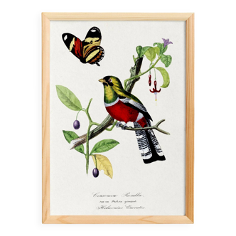 Poster of a crimson parrot (rosella crimsonis), after an old engraving