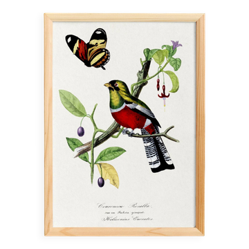 Poster of a crimson parrot (rosella crimsonis), after an old engraving