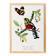 Poster of a crimson parrot (rosella crimsonis), after an old engraving