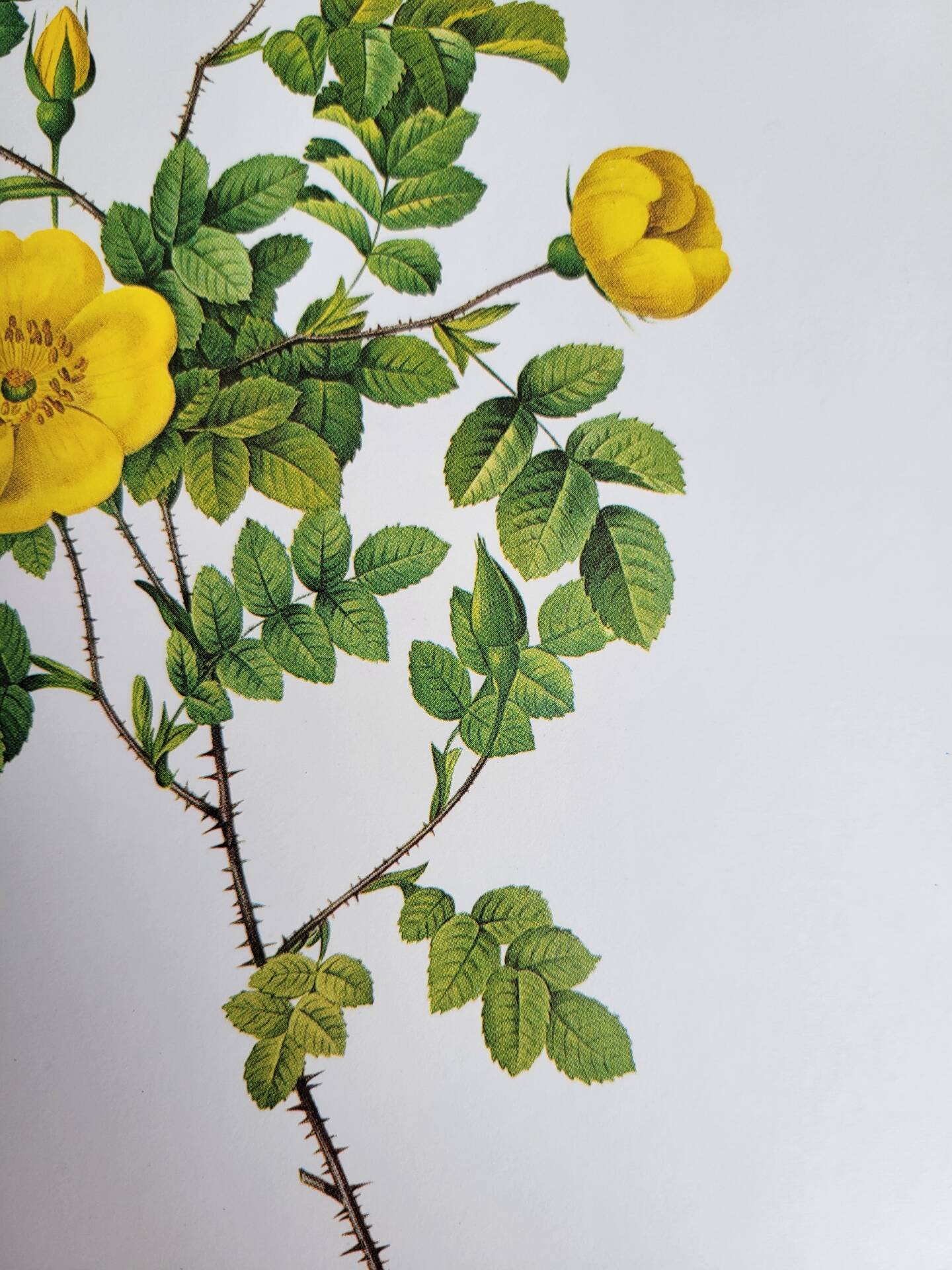 Botanical plate Rose Eglantier, P.J. Redouté 1960