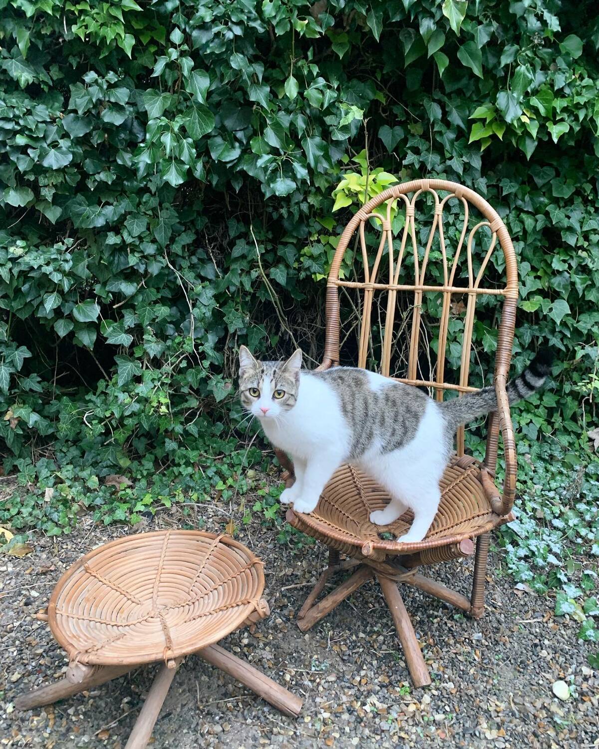 Rattan armchair and pouf