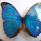 Papillon morpho naturalisé encadré