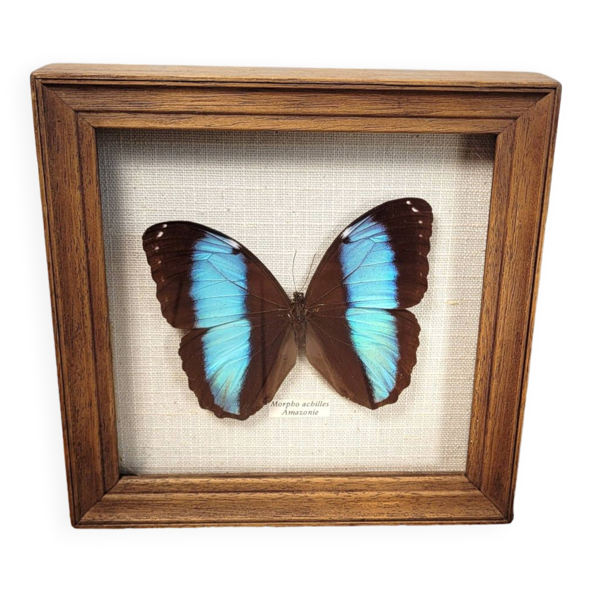 Amazon butterfly frame