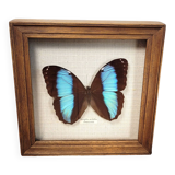 Amazon butterfly frame