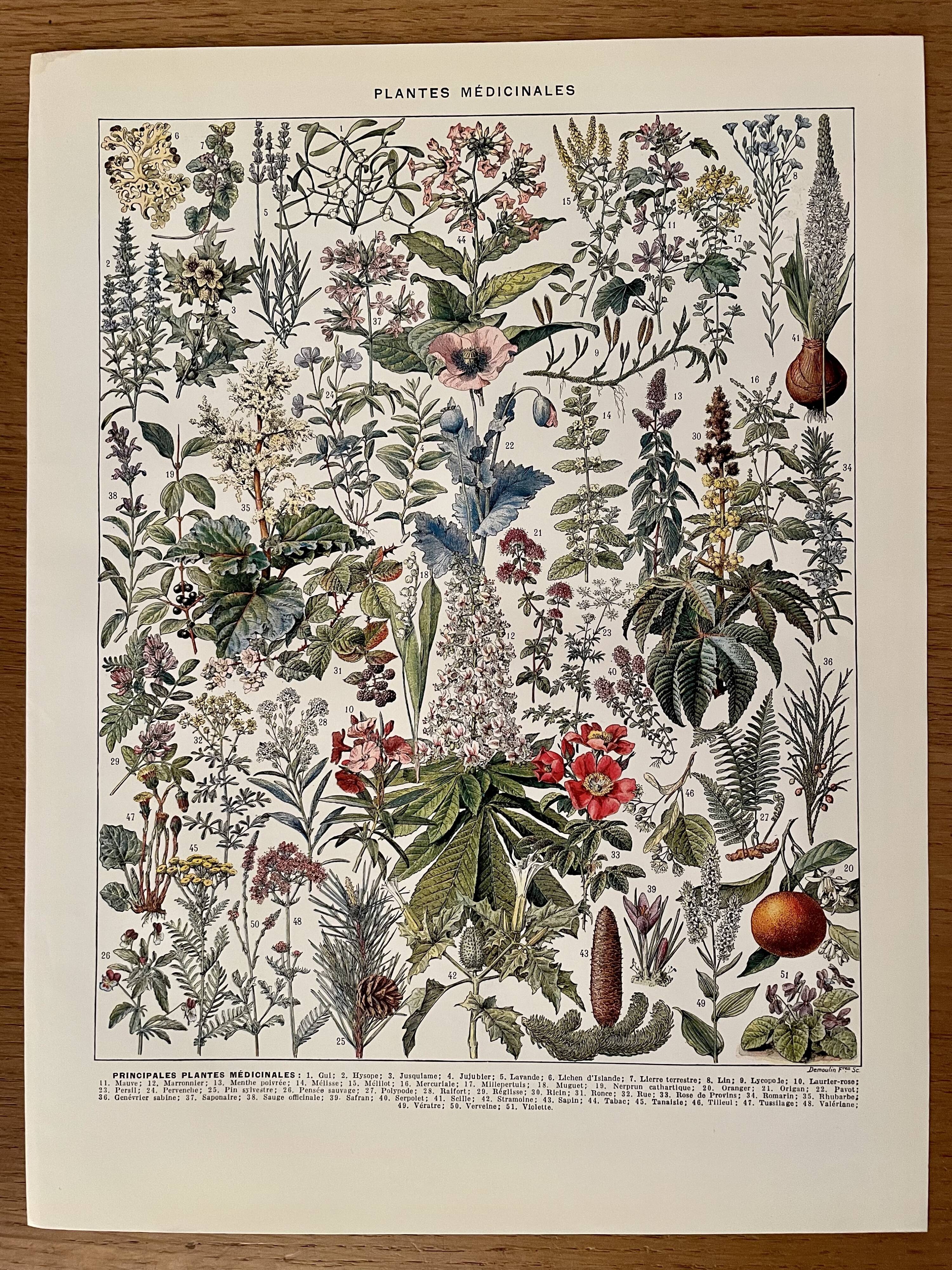 Lithograph on medicinal plants (mistletoe) - 1930