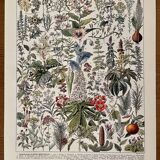Lithograph on medicinal plants (mistletoe) - 1930