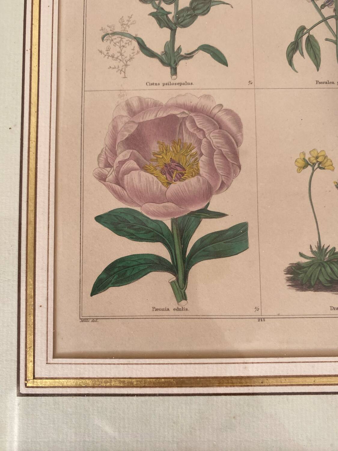 Botanical plate of 4 flowers from the 1960s.