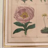 Botanical plate of 4 flowers from the 1960s.