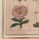 Botanical plate of 4 flowers from the 1960s.