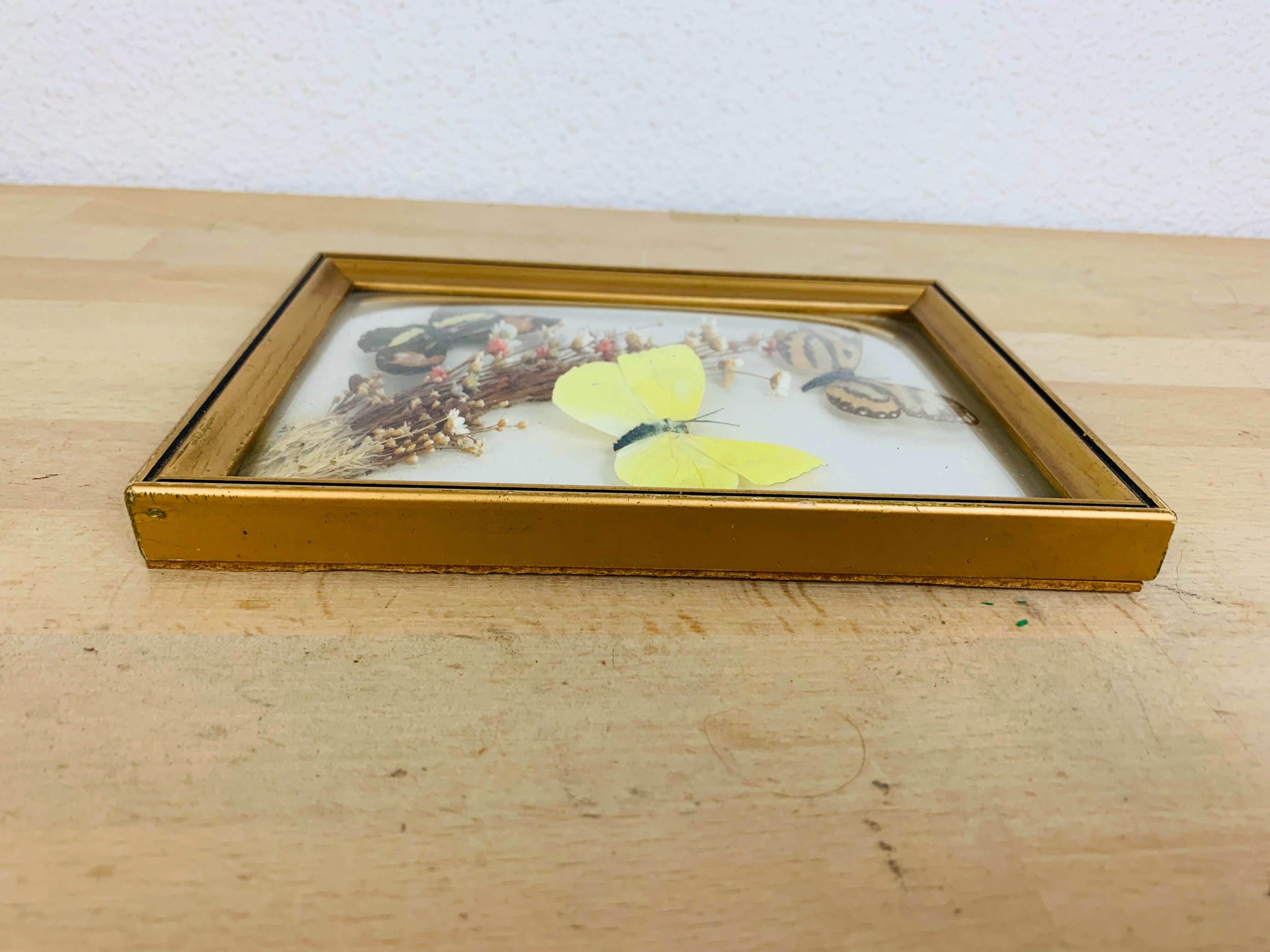 Vintage naturalized butterfly frame 19.5 x 14.5 cm