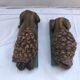 Pair old greenhouse books lions terracotta painted vintage decoration