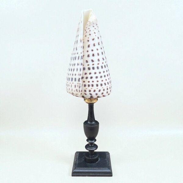 Coquillage conus sur socle en bois noirci, XIXe