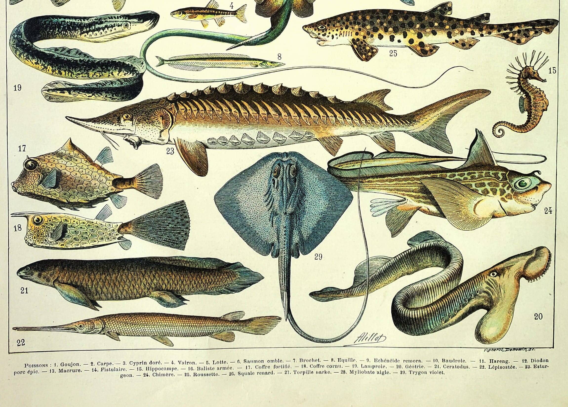 Antique engraving 1897 A. Millot - Fish 2, marine animals
