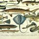 Gravure ancienne 1897 A. Millot - Poissons 2, animaux marins