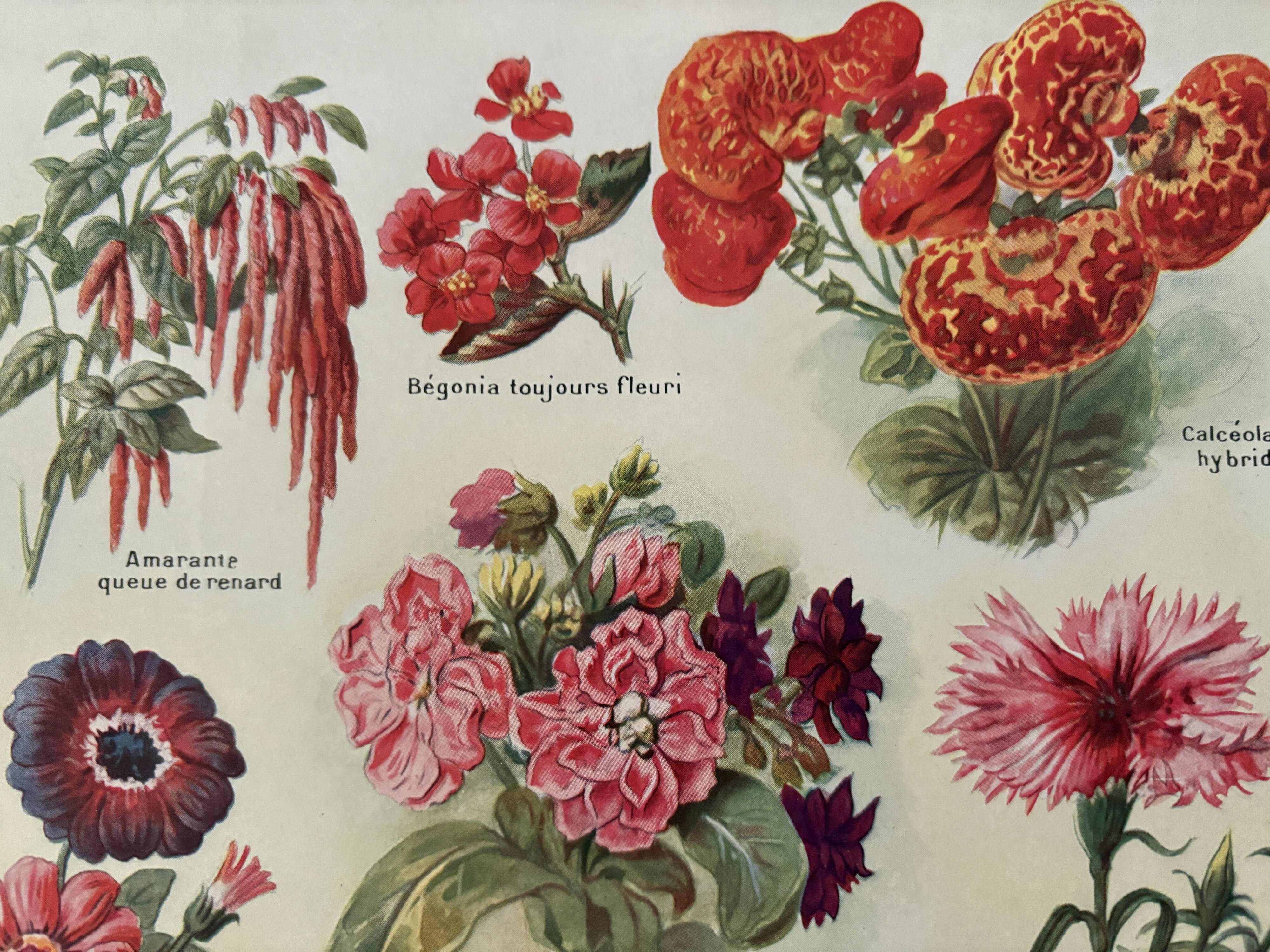 Lithograph of annual flowers - 1920