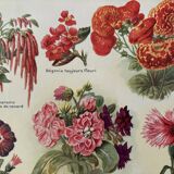 Lithograph of annual flowers - 1920