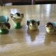 4 coquetiers poussins