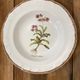 Set of 5 botanical deep plates, ADP Haute Provence