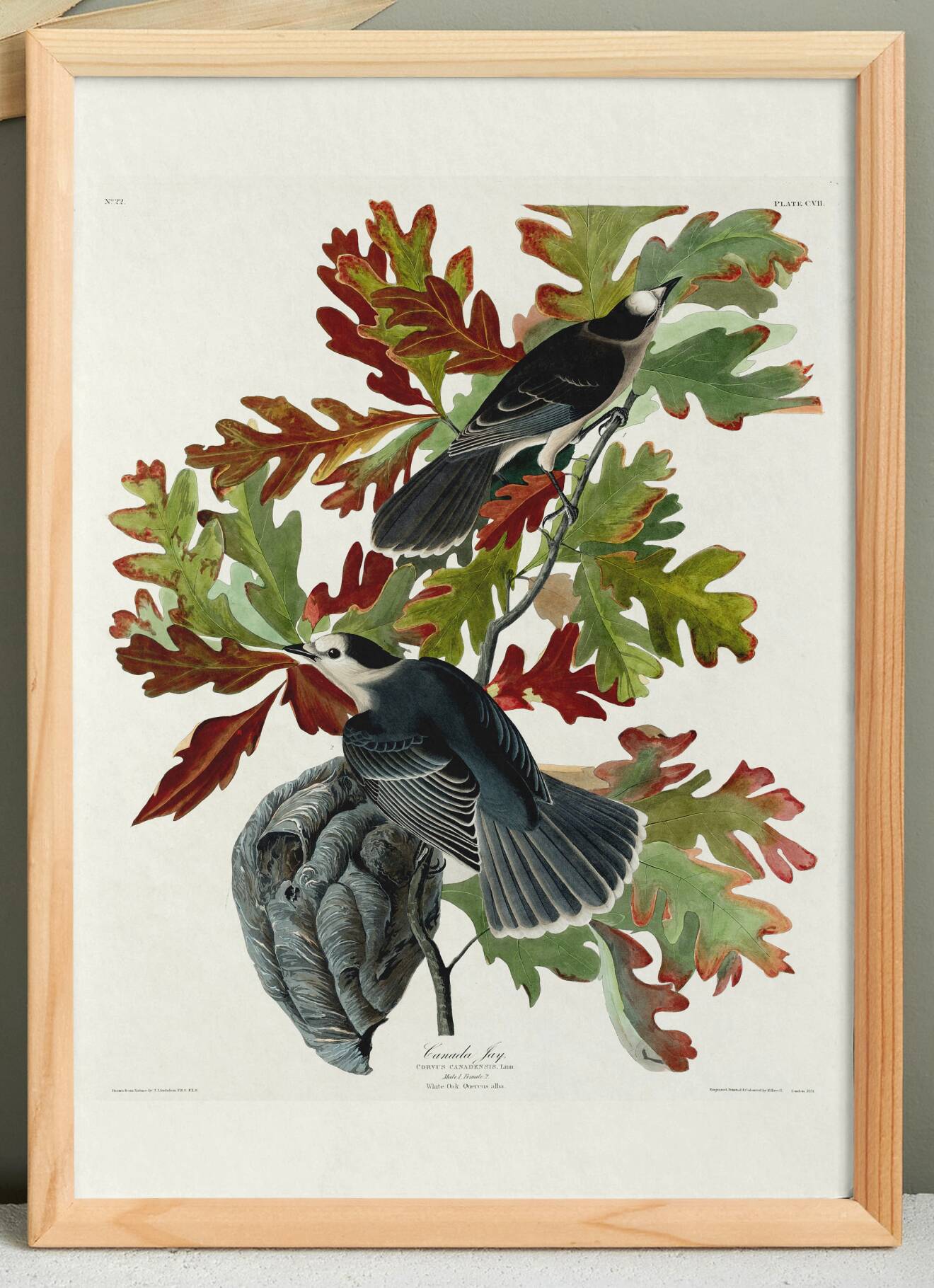 Poster about the Canada Jay, based on an old engraving from 1827.