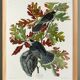 Poster about the Canada Jay, based on an old engraving from 1827.
