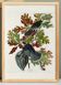 Affiche sur le Geai du Canada, d’après une gravure ancienne de 1827.