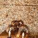 Palm type chandelier by Hans Kogl