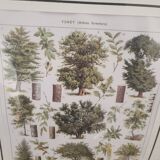 Affiche botanique encadrée ancienne - forêt