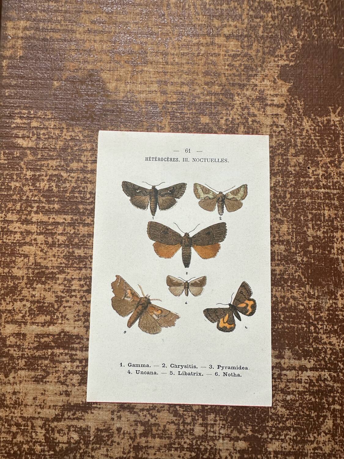 Old botanical board double-sided naturalist butterfly engraving
