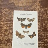 Old botanical board double-sided naturalist butterfly engraving