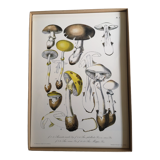Lot de 3 planches botaniques mycologie champignon vintage