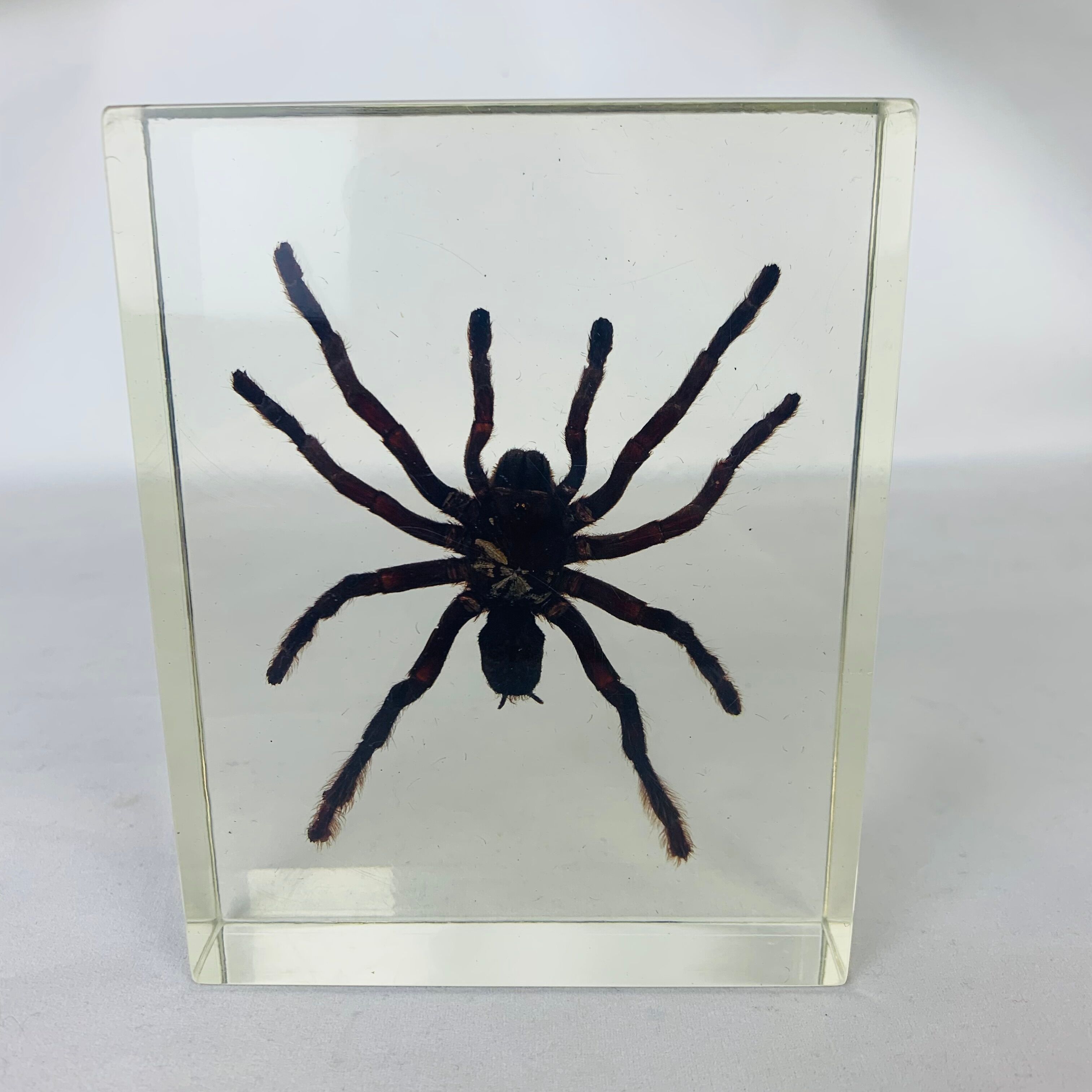 Spider tarantula resin insect object of curiosity