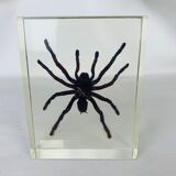 Spider tarantula resin insect object of curiosity