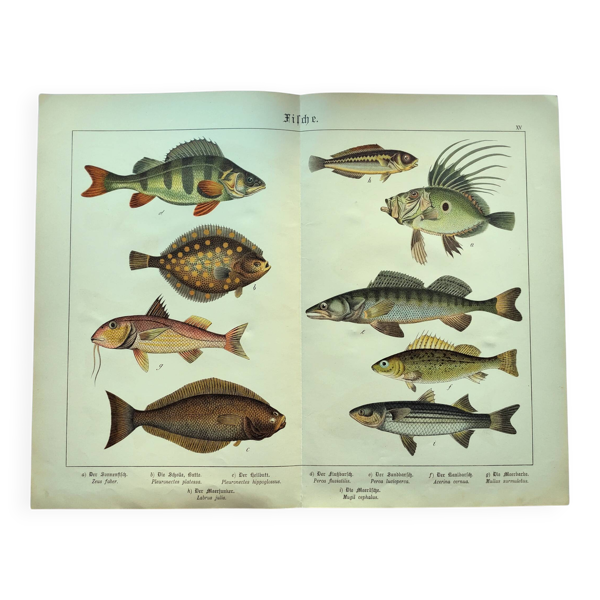 Gravure de 1898 - Poissons - Perche et Flétan- Grande Lithographie Vintage — Beyit