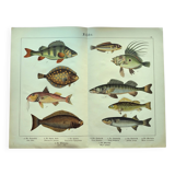1898 Engraving - Fish - Perch and Halibut - Large Vintage Lithograph
