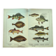 1898 Engraving - Fish - Perch and Halibut - Large Vintage Lithograph
