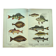 1898 Engraving - Fish - Perch and Halibut - Large Vintage Lithograph