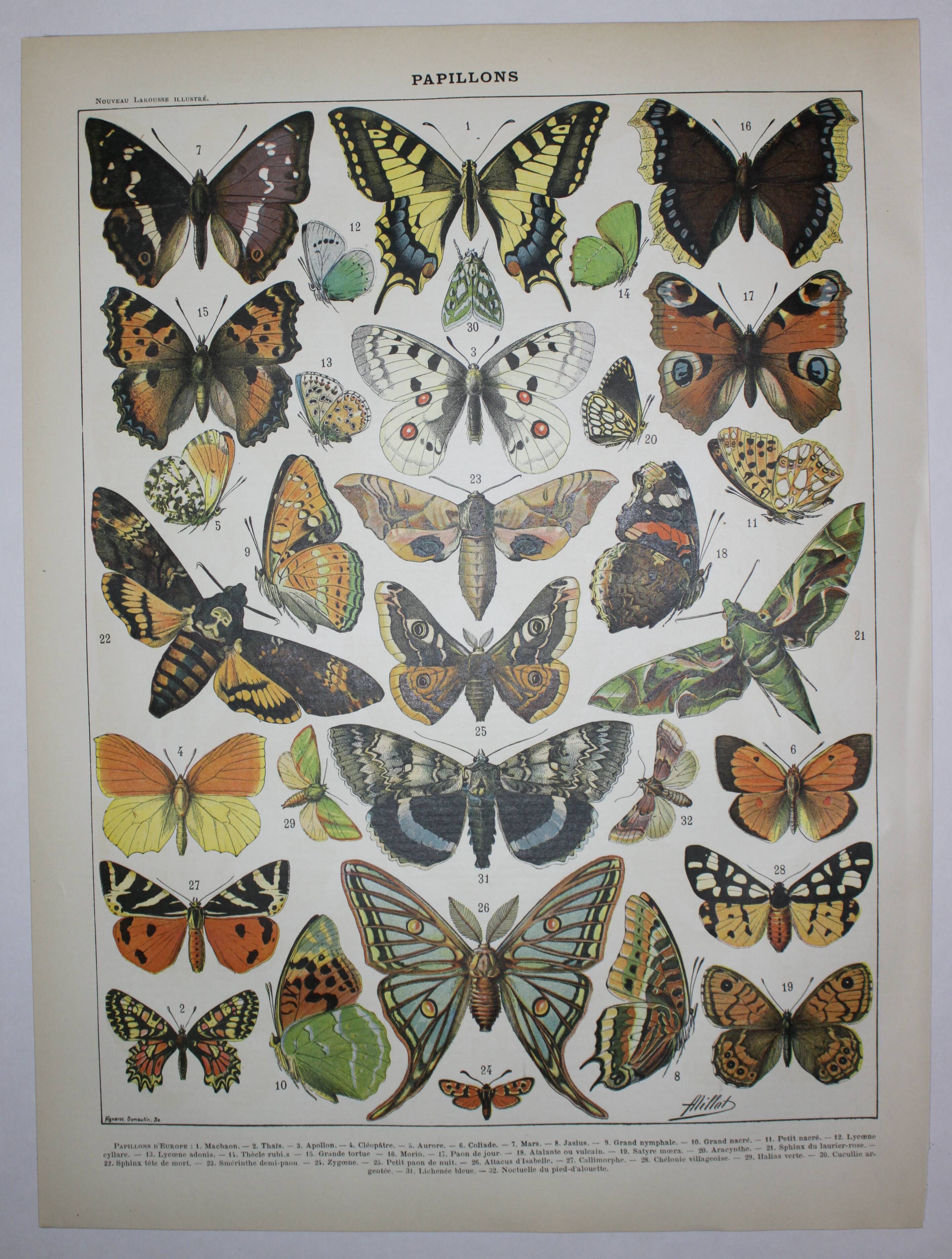 Lithograph • European butterflies, insects • Original lithograph from 1898