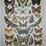 Lithograph • European butterflies, insects • Original lithograph from 1898