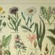 Old engraving from 1921 - Meadow flowers. Wild botanical plate.