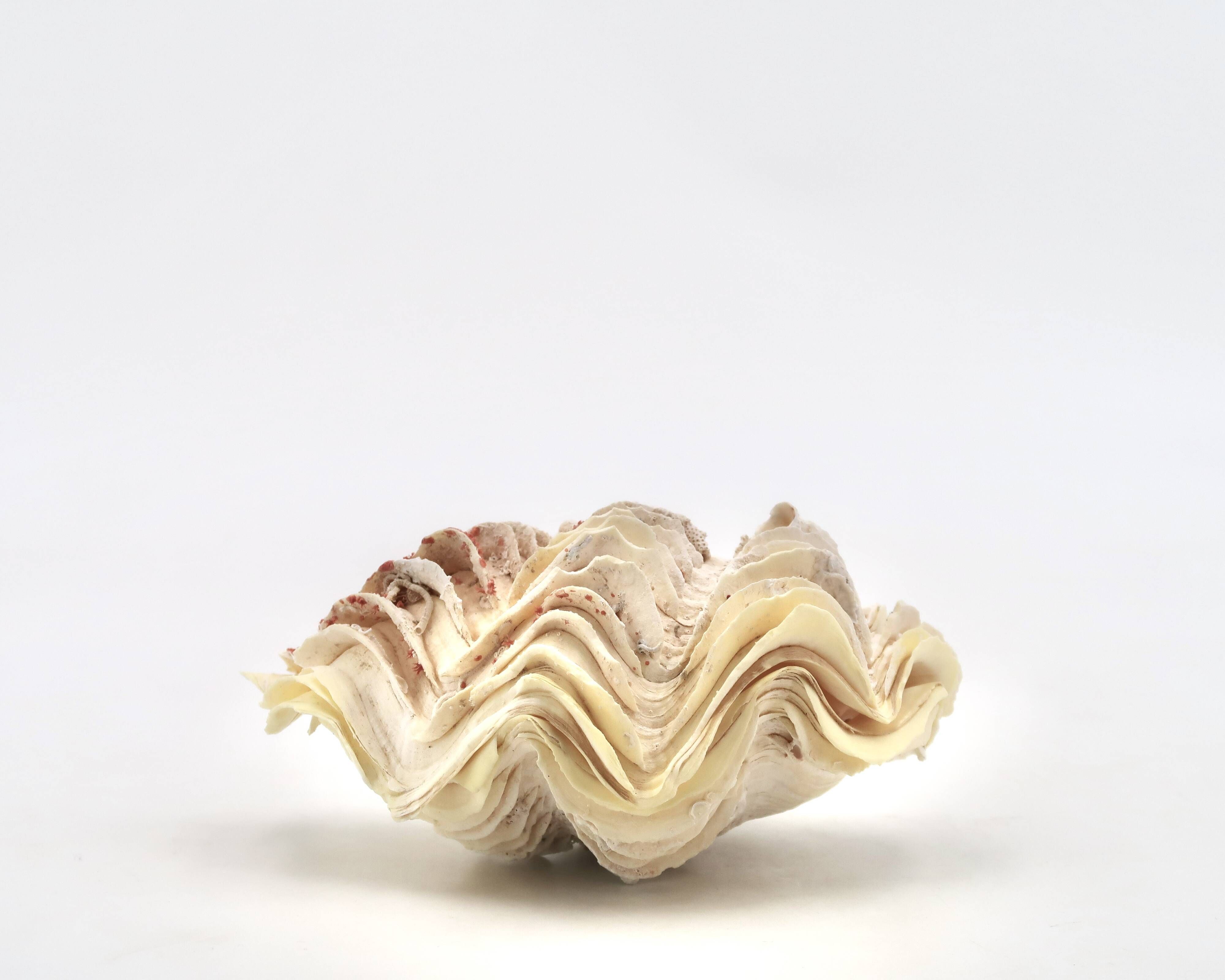 Natural white shell vide poche, 1970s.