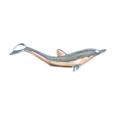 Bottle opener dolphin bottle