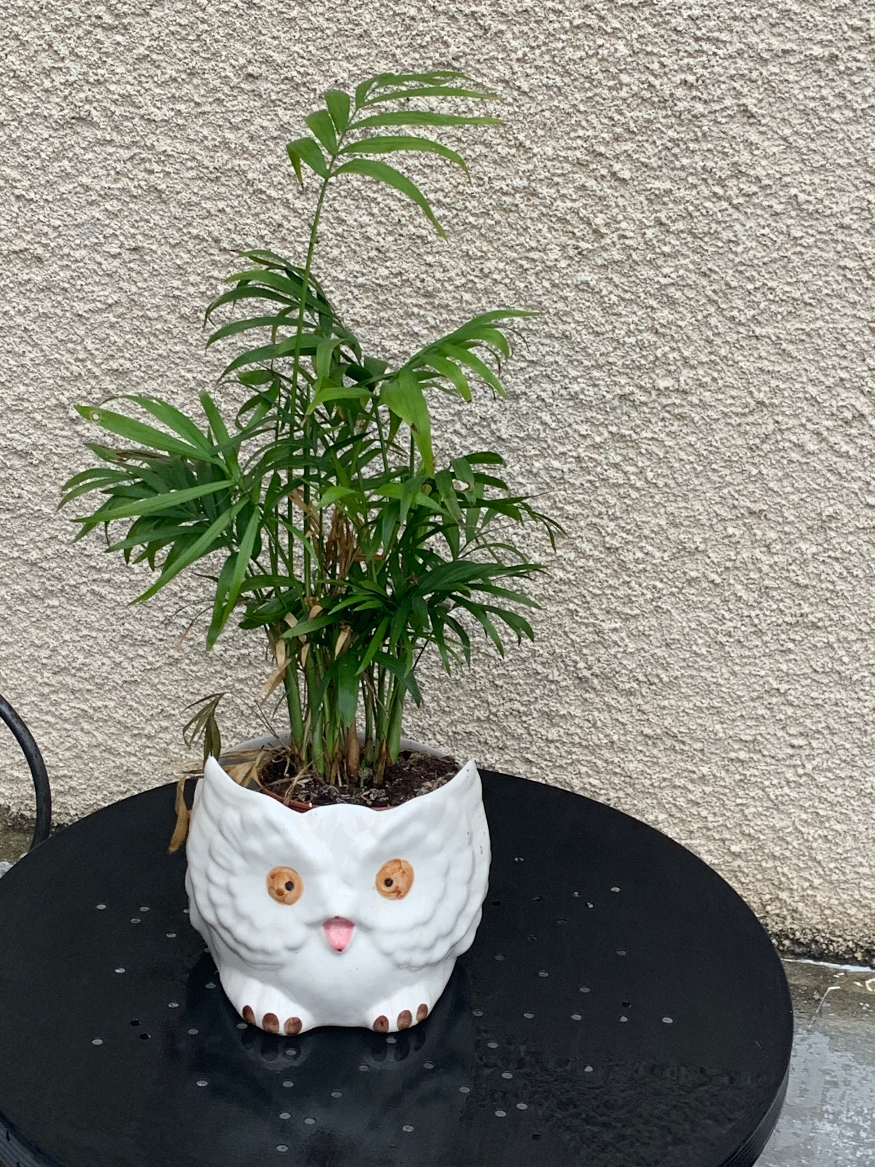 Cache pot owl glazed ceramic white slip earthenware siol Portugal