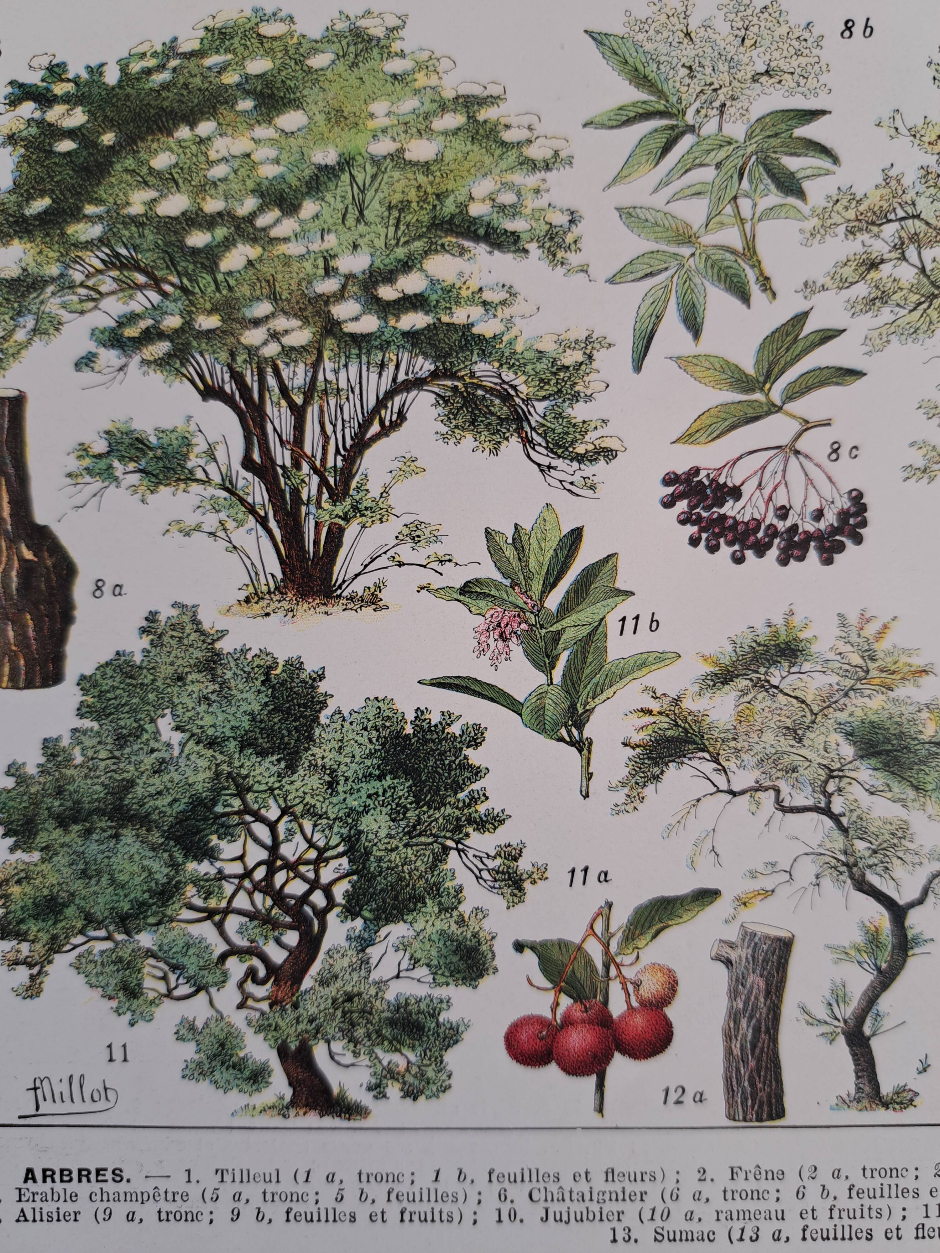 Old botanical plate "Trees" – naturalistic illustration