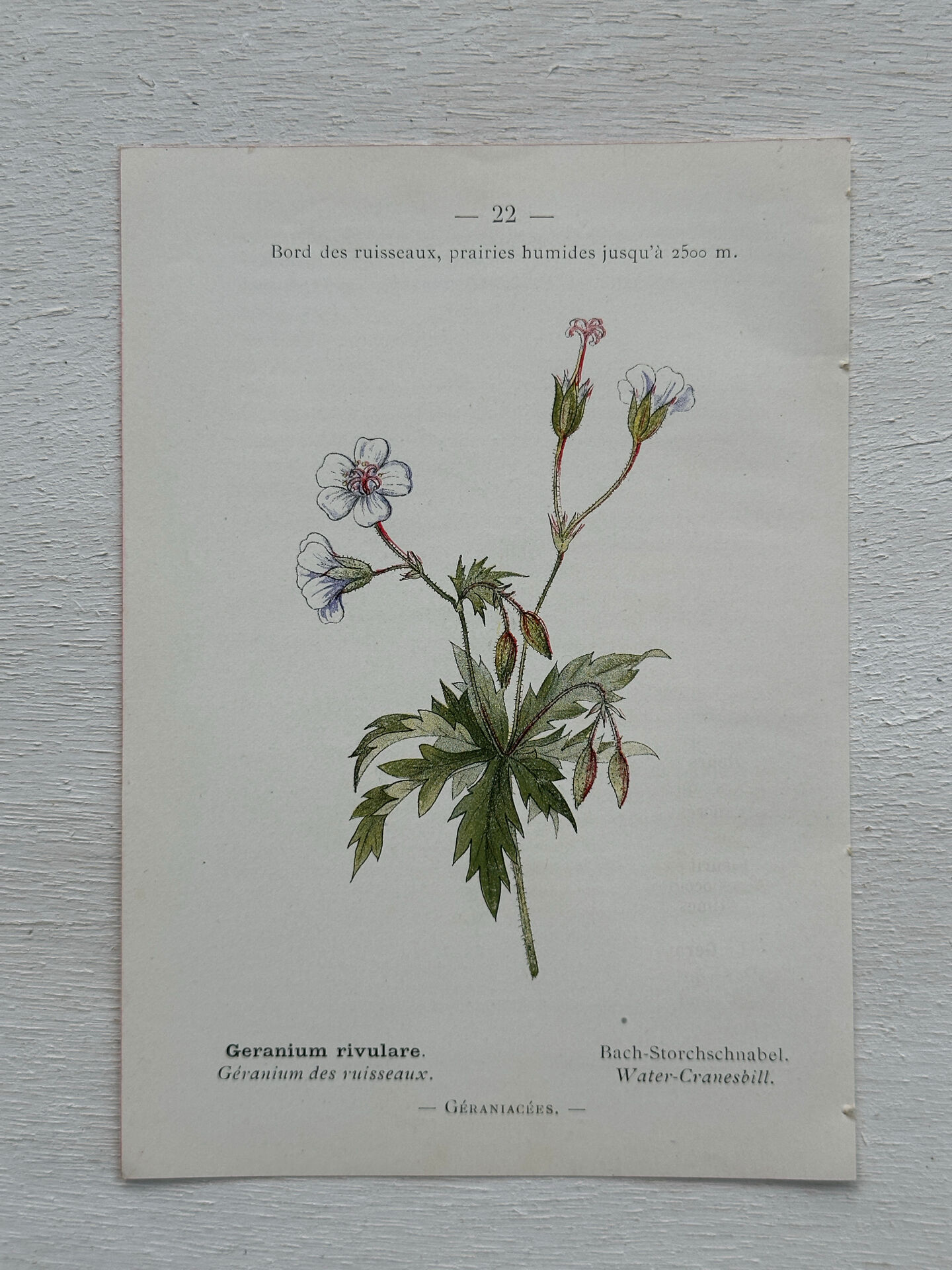 Botanical Plate 1800 Old naturalist engraving 19th century double-sided