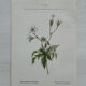 Botanical Plate 1800 Old naturalist engraving 19th century double-sided